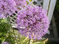 Blüte Zierlauch 15.5.2013.webp