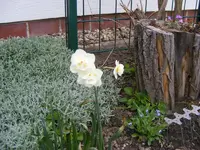 Narzissen 29.4.2013.webp