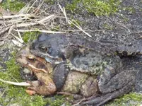 Frosch1.webp
