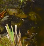 Frosch2.webp