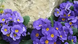 034.webp