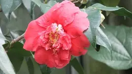 229.webp