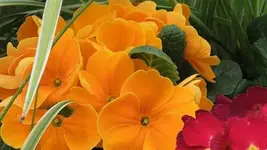 Bilda 0461.webp