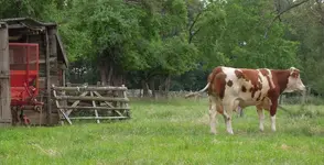Tiere (5).webp