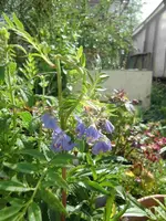 CIMG1274.webp