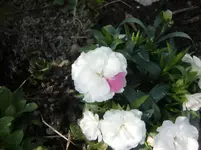 CIMG5781.webp