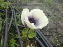 CIMG5730.webp
