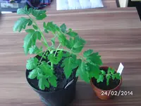 G zusammen.webp