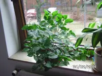Bonchi.webp