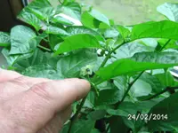 Blüten Bonchi (2).webp