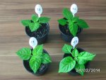 C1 Fatalii White       C2 Habanero El Remo.JPG