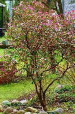 Japanische_Azalee.webp