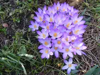 Krokusse im Beet 3.3.2014.webp
