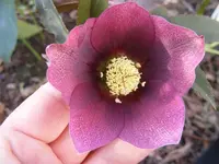 Lenzrose 3.3.2014.webp