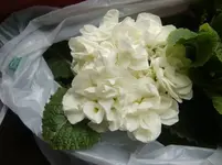 CIMG5835.webp