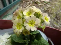 CIMG5839.webp