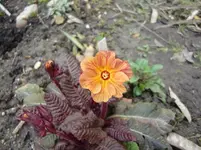 CIMG5743.webp