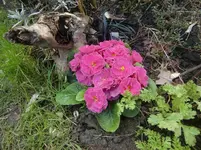 CIMG5734.webp