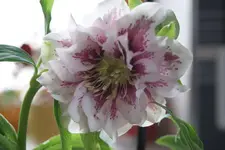 DSC08173.webp