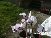 CIMG5767.webp