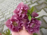 CIMG5441.webp