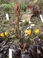 CIMG5597.webp