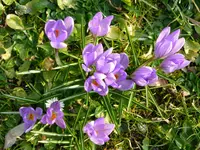 P1010080.webp