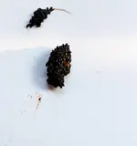 Rosenparasit (3).webp
