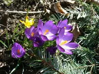 Krokusse.webp