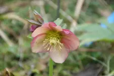 DSC00867.webp