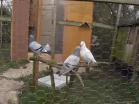 HPIM0245.webp