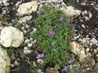 HPIM0247.webp