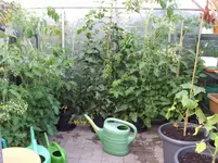 IMGP3850.webp