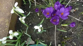 K800_forum 004.webp