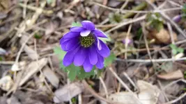 K800_forum 013.webp