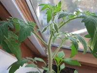IMG_2038a.webp