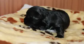 Ayla14.Tag2.webp