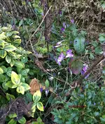 G_Krokus_Lila_iphone5s_03.2014_mr.ditschy.webp