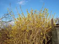 100_6029.webp