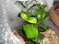 SAM_3091.webp