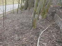 Möchtegernwald.webp