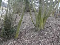 Möchtegernwald1.webp