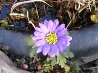 Anemone blanda.webp