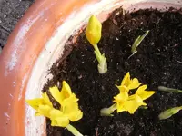 Danford Schwertlilien 5.3.2014.webp