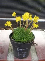 Saxifraga kabschia.webp