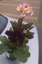IMAG1741.webp