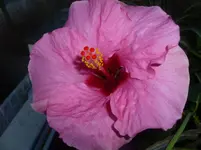 P1110372.webp
