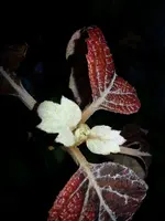 2014-03-05 Eichenblatt-Hortensie Mehltau.webp