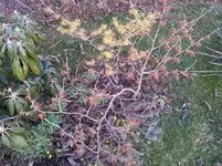 2014-03-05 Hamamelis Winterlinge.webp