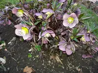 2014-03-05 Lenzrosen.webp